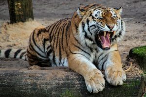 Blog językowy - blog o nauce angielskiego - porównania idiomatyczne - tiger