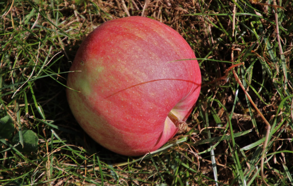 Idiomy w języku angielskim z warzywami i owocami - Blog o języku angielskim - the apple never falls far from the tree